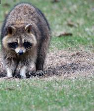 Rabies precautions urged