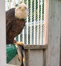 Lizzie the bald eagle, cared for by the Delaware Valley Raptor Center in Milford.