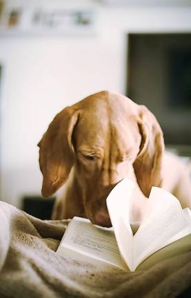 Therapy dog ready to play at the library