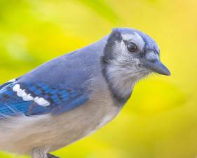 Where have the wild birds gone? 3 billion fewer than 1970