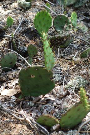 A cactus blooms above Milford