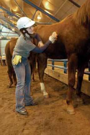 4-H plans summer camp for horse-crazy kids