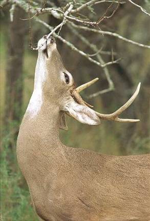 Program: 'Living with White-tail Deer'