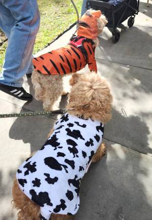 Halloween Dog Parade