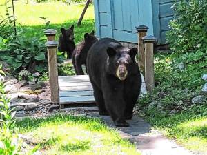 A black bear with her cubs.