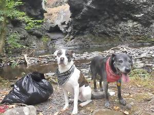 Four-legged litter pluckers at Marshalls Falls (Litter Clean-Up Action Page-LV/NEPA)