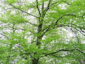 Tree identification workshop