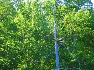 A bald eagle at Shohola Marsh Reservoir, one of only two eagle release sites in Pennsylvania during the recovery program in the 1980s. With financial support from the Federal Endangered Species Fund and the Richard King Mellon Foundation, the Pennsylvania Game Commission imported young bald eagles from Canada and transferred them to Shohola. The game commissions says descendants of those birds nest in Pennsylvania and neighboring states today.