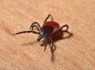 Tick Borne Diseases Task Force Health Symposium coming July 30