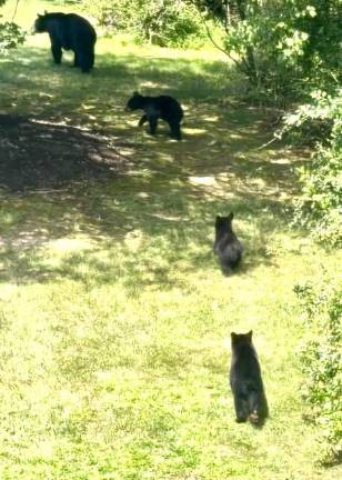 A family of black bears caught on film by a Milford resident.