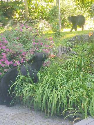 A female bear drinking from a hummingbird feeder in Andvorer, NJ, as a male bear looks on.