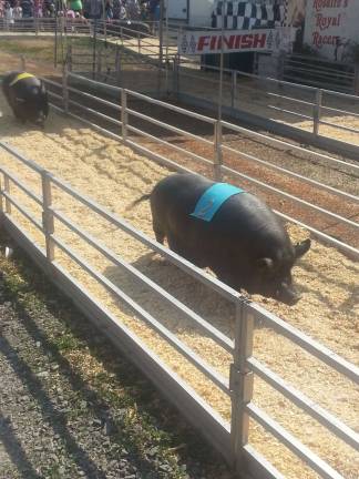 Asian pot-bellied pigs are a blur in the Orient Express.