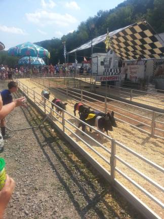 Rosaire's Royal Racers were on hand at the fair hosting three heats of races for pigs of all sizes.