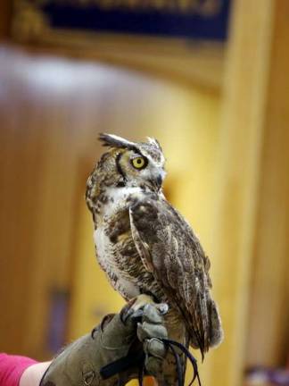 Harley, a great horned owl. At three pounds, the great horned owl is a top predator. The species ranges from the treeline in Canada down to the tip of South America. (Photo by George Leroy Hunter)