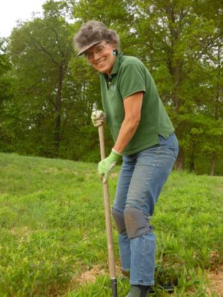 Pat Jeffer of Shohola digs into the soil as she helps plant wildflower plugs at the Grey Towers National Historic Site this past weekend to help commemorate the 150th anniversary of the late Pennsylvania Governor Gifford Pinchot, whose family lived on the property. Photo by Anya Tikka,