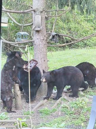 Four bear cubs raid a bird feeder in Andover, NJ.