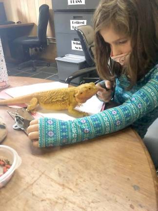 Ellie Aukeman learns about reptiles for her nature journal (Photo provided)