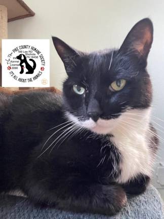 Pet of the Week: Meet Gravy