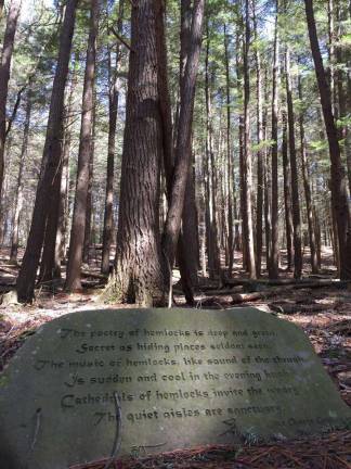 A stand of old growth hemlocks along the Damascus Forest trail. (Photo: National Park Service)