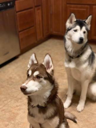 Thor and Izzy have bounced between veterinary offices over the past few months in attempt to get an appointment. (Photo provided)