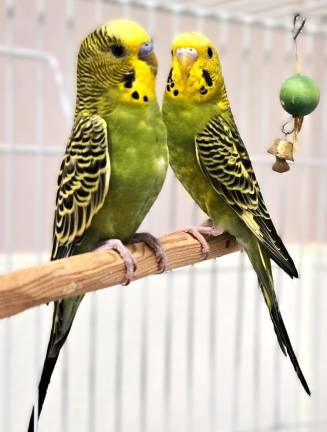 Meet Romeo &amp; Juliet