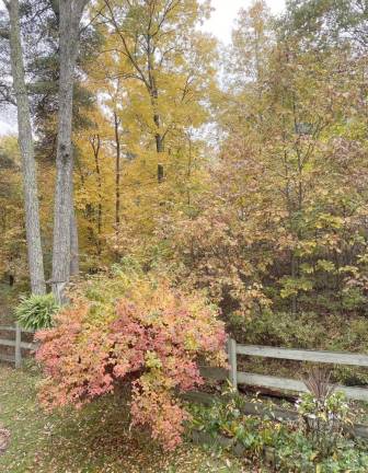 A burst of color on a rainy day, off Log Tavern Road in Milford