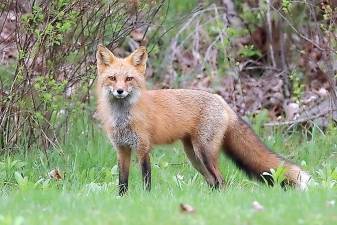 Red fox photo by Jeff Sidel