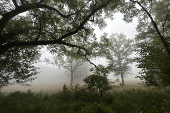 The Gifford Pinchot Audubon Society will lead two spring bird walks this May.