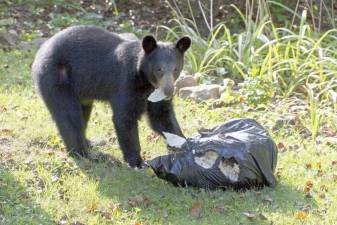 A scavenging black bear eats garbage out of a stolen trash bag.