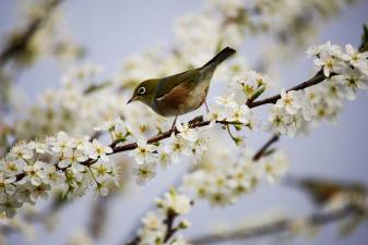 Poem: Let’s Hope Spring Has Sprung