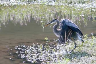 This photo of a heron on the Delaware River was taken by David Soete. Source: upperdelawarecouncil.org