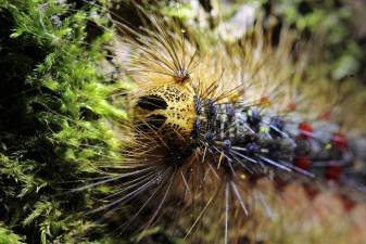 Spongy moth “severely” defoliating Pike County