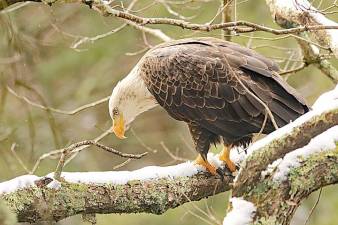 Bald eagle