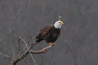 Winter Eagle Watch bus tours