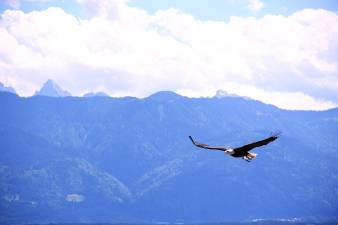 Eagle watch bus trips