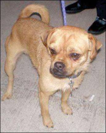 Friends in need of homes