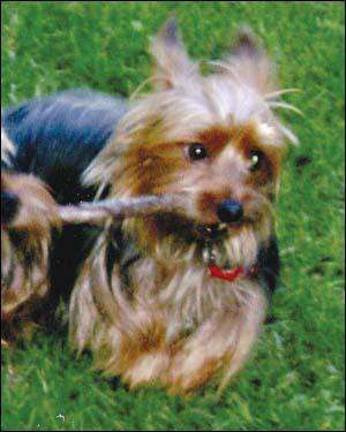 Lost dog