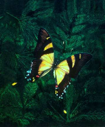 "Papilio Columbus" by Debbie Gioello