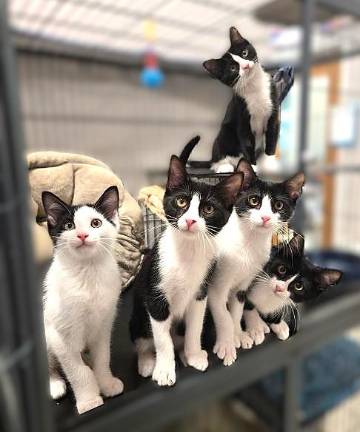 Meet Shane, Shep, Shaq, Shawn and Shea