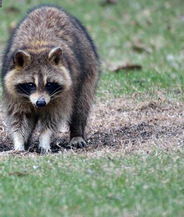 Rabies precautions urged