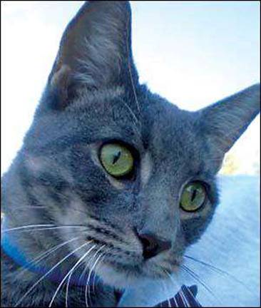 Friends in need of homes