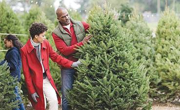 Don't worry about bringing home lanternfly with your Christmas tree