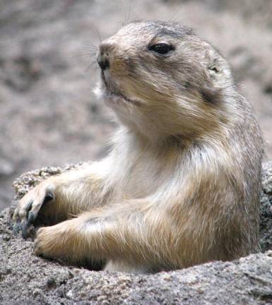 Opinion: The tradition that refuses to hibernate