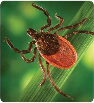 Harsh Northeast winter no hindrance to hungry ticks