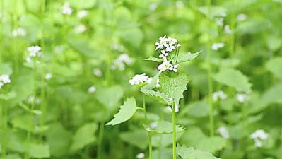 Garlic mustard is a prevalent invasive at Pocono Heritage Land Trust preserves.