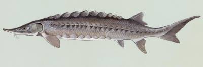 Sturgeons have bony plates that protect them from predators. The Atlantic sturgeon (Acipenser oxyrinchus) is an anadromous fish — that is, it lives in salt water yet spawns in freshwater.