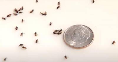 Black flies.