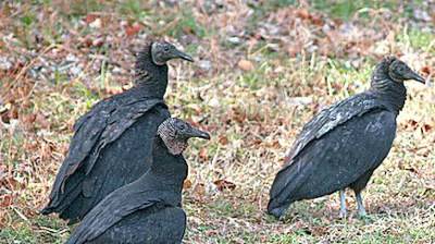 An example of black vultures.