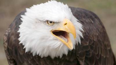 American bald eagle