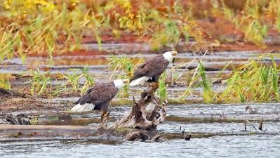 Bald eagles (Photo by David Soete)